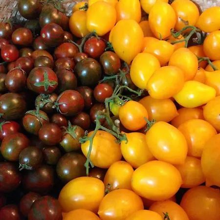 La Casa Di Plinio 4*